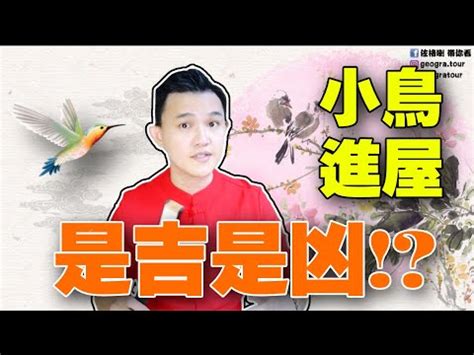 鳥飛進店裡|【小鳥跑進家裡】小鳥闖進家裡，是什麼吉兆還是凶兆？教你看懂。